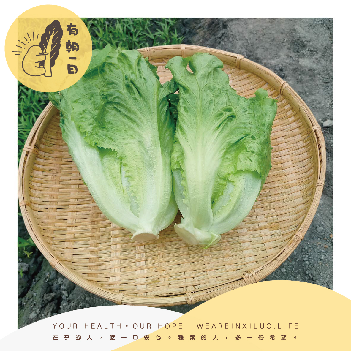 林春生的大A菜
