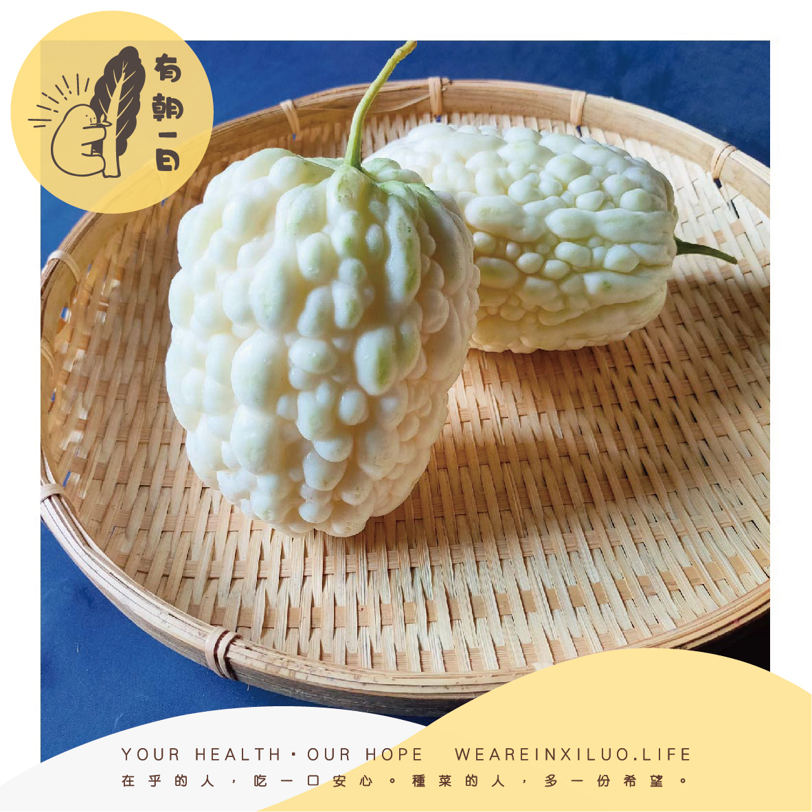 吳宗佑的白玉苦瓜