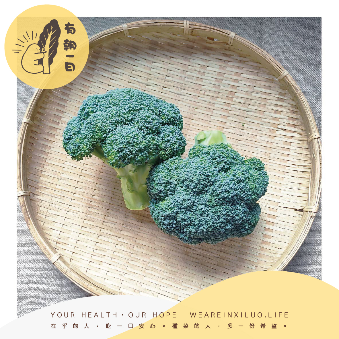 謝志坪的青花菜