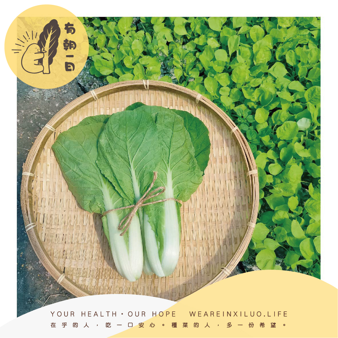 林春生的鵝白菜